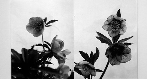 Black and white photos of flowers