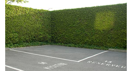 Parking lot with tall grass hedges.