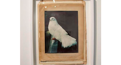 Framed photo of a white bird.